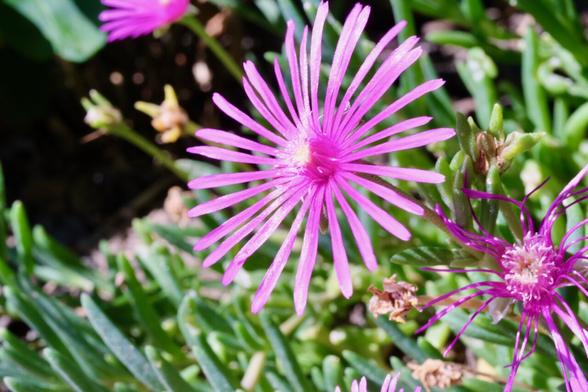 The image shows a cluster of Delosperma cooperi flowers, commonly known as "Hardy Ice Plant" or "Trailing Ice Plant," in a natural setting. The flowers are magenta-colored with long, thin petals radiating from a central point, giving them a star-like appearance. The leaves in the background are succulent-like, thick, and green, indicating a drought-resistant plant. Several flowers are visible in various stages of blooming, surrounded by green foliage and some dried-up blooms. The overall image is well-lit, showcasing the bright magenta color of the flowers against the green leaves.