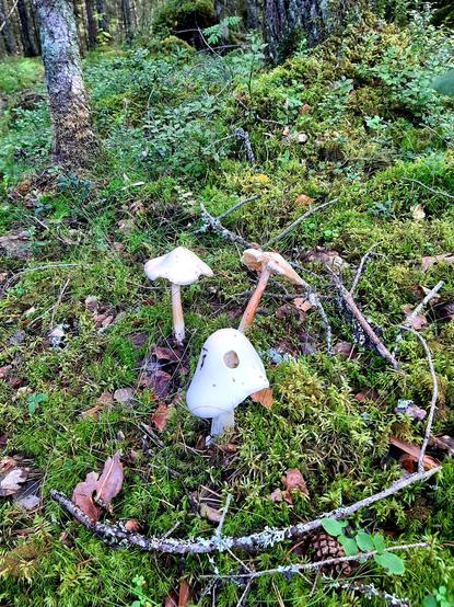 Mushrooms growing on a forest floor. Poisonous destroying angel (Amanita virosa).