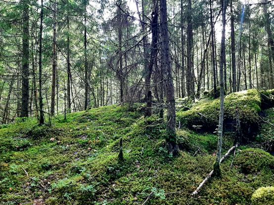 Forest moss cover. Deep green.