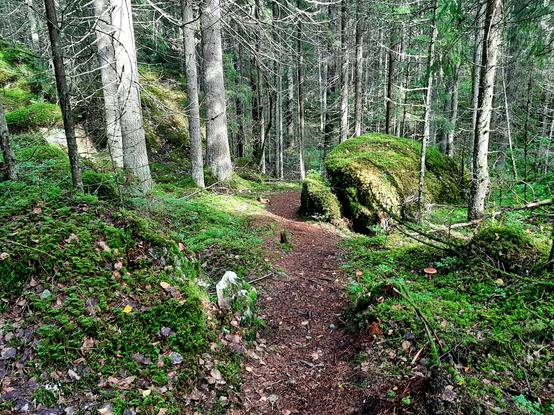 A path in the forest down a green mossy hill.
