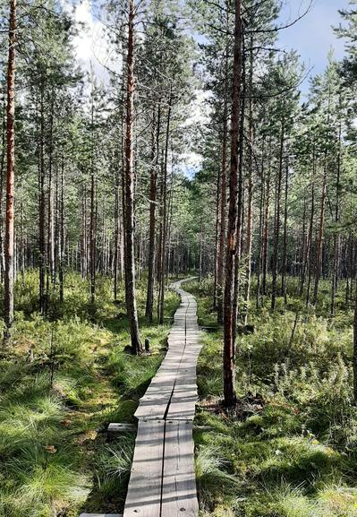 Wooden path in a bog.