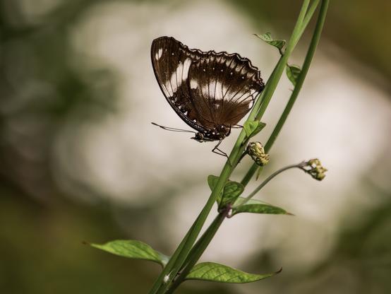 A black and white butterfly sitting on a green stem on a downward diagonal with white bokeh in the background that’s a similar shape to the butterfly.