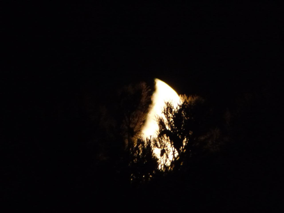L’un nascosta dai rami di un albero