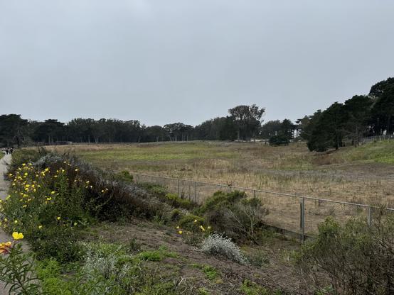 A herd of bison at Golden Gate Park