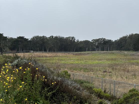 A herd of bison at Golden Gate Park