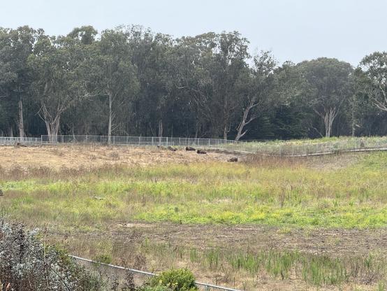 A herd of bison at Golden Gate Park
