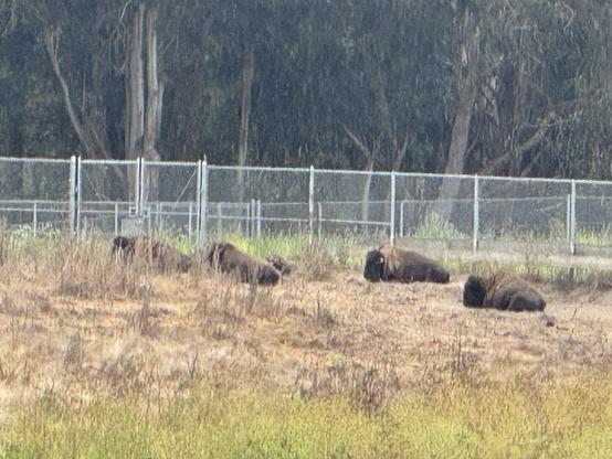 A herd of bison at Golden Gate Park