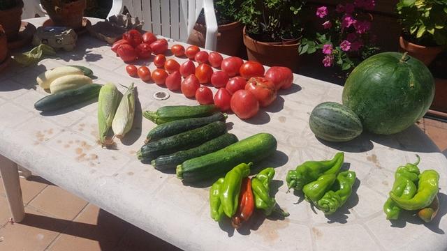 Contenido de la cesta de la semana sobre una mesa.
Hay pepinos blancos y verdes, mazorcas de maíz, calabacines verdes, pimientos verdes y uno rojo, una sandía, un melón pequeño, y un grupo de tomates. Algunos en filas y otros,más pochos por el transporte, amontonados.