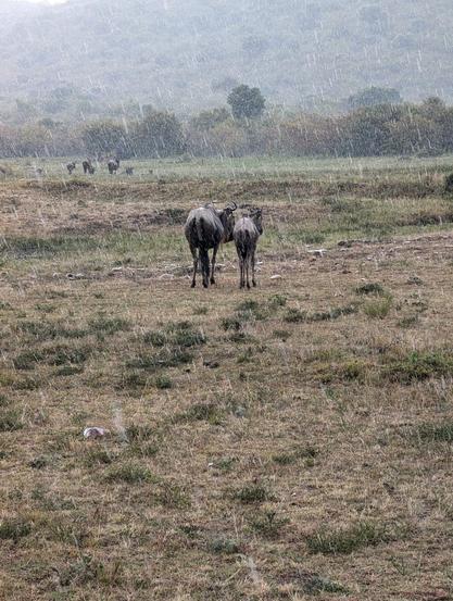 two wildebeest face away from the camera. raindrops are falling