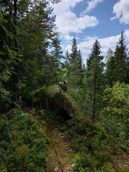 Ein kvit og brun krøllete hund står så vidt synleg bak ein bergknaus i skogen og ser ut over ein skrent. I framkant synest den oransje langlina han har dregd med seg til utsiktsposten sin. Hunden ser liten ut mellom alle dei høge grantrea.
