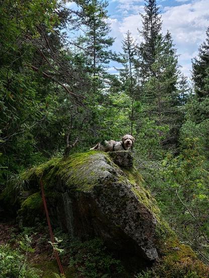 Same bilde som det første, men nærmare. No står hunden og ser inn i kameraet i staden for ned over skrenten. Han ventar opplagt på at den treige fotografen skal komme etter.
