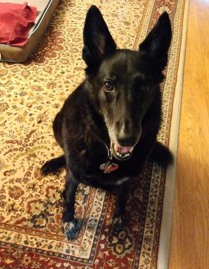 A black German Shepherd mix dog is sitting on a tan, rust and blue carpet.  She is looking at the camera with a smile on her face.  Her mouth is open and her teeth and tongue are visible.  She has a cheerful, perky expression on her face.
