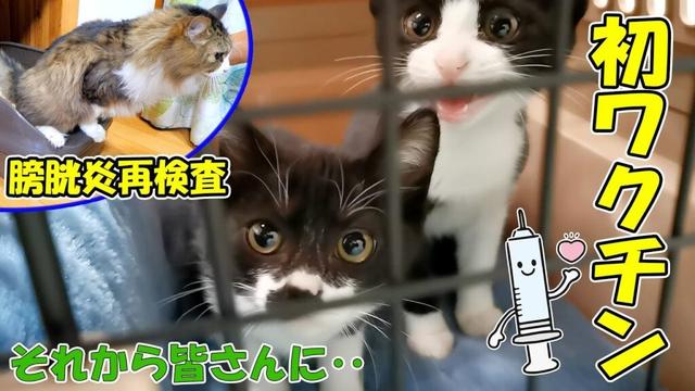 ボス吉の膀胱炎再検査🐈子猫達の初ワクチン🐈それから皆さんに質問があります【仲良し子猫姉妹の成長記録】