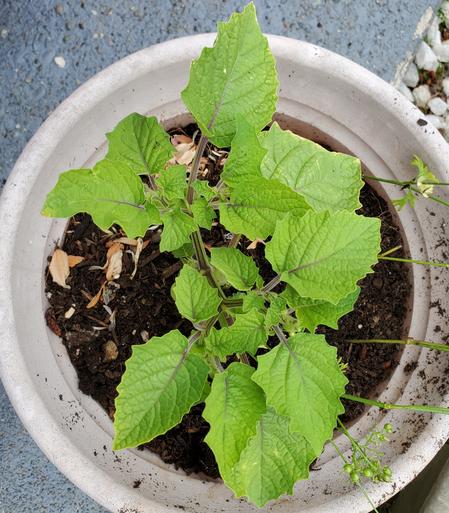 Looking down at ground cherry plant in pot
