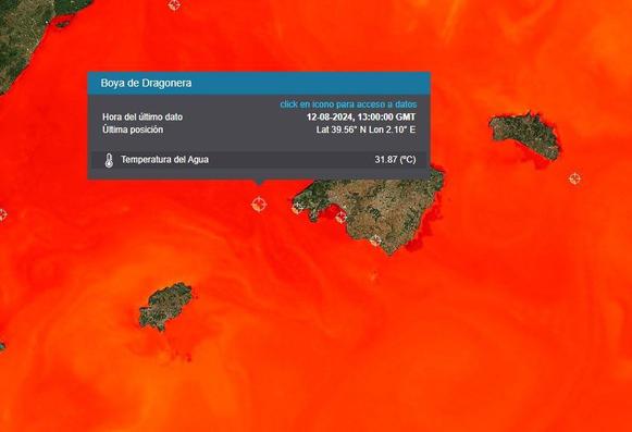 Mapa del Mediterrani centrat a Ses Illes. El mar surt en colors vermells (suposo que en referència a una escala que no apareix a la imatge). Un requadre indica les dades de la boia, amb temperatura de 31,87°C en data 12/8/2024. 
Que el mar aparegui en vermells el fa visualment semblant a la lava líquida dels volcans