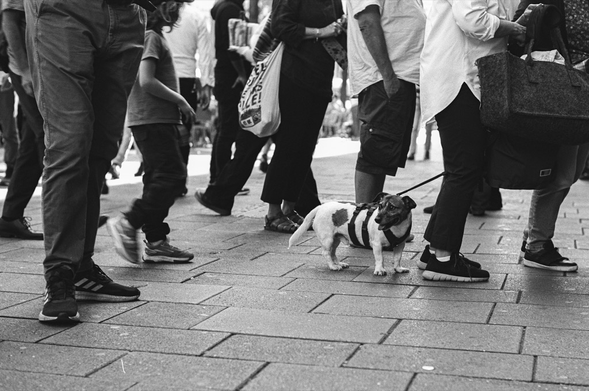 An analog black and white photograph of an dog that is on a leash and looks to the left. There are many people around the dog, but you can only see the people’s legs.
