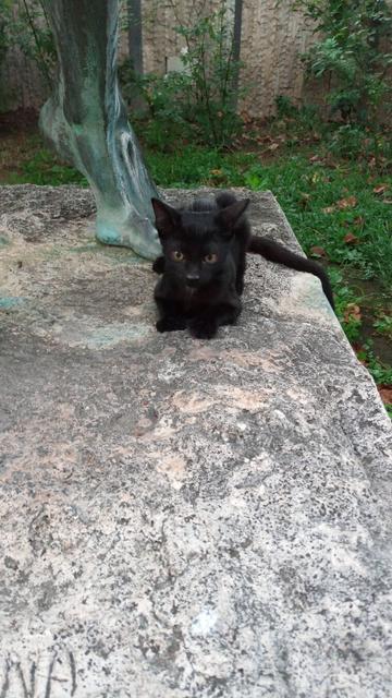 Small black cat