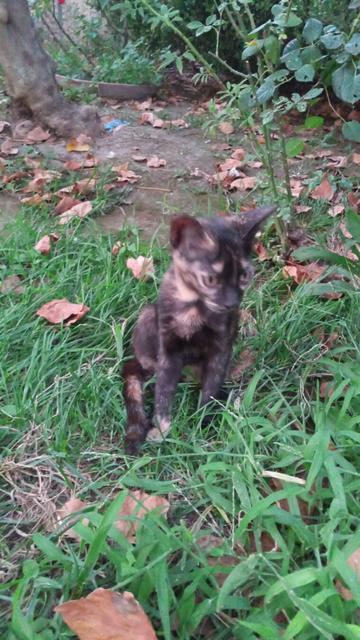 Small black and orange cat
