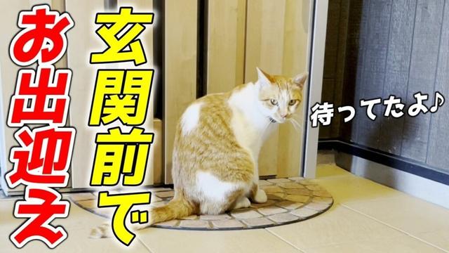 仕事から帰ってきたら人懐っこい庭子猫君が家の前でお出迎えしてくれました！［三毛母猫の子猫］