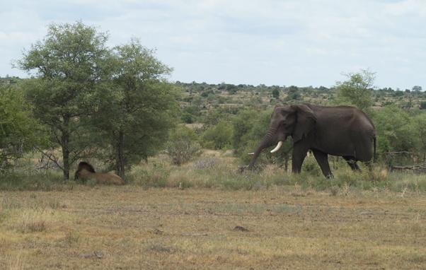 A young elephant on the right is sneaking up behind an unsuspecting lion on the left. The lion is lying between two small trees.  The surrounding grass is quite short and light brown to green.