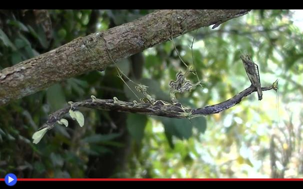 Mantide religiosa di grandi dimensioni si mimetizza appesa ad un ramo. Il suo corpo è ricoperto di protuberanze simili a foglie.