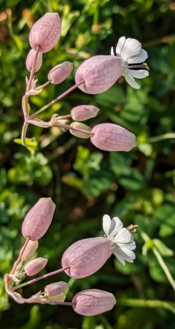mehrere Blüten von oben fotografiert. rosa "Ballons", an denen weiße Blütenblätter sitzen