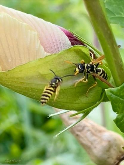 Closeup of the paperWasp guarding an okra flower-bud at its base attached to the stem, fending off the fly-by intruder hover fly. They’re face to face, only an antenna apart for this moment, before the hover fly flew away. The hover fly is in the mid air.
The unfurled okra flower-bud is in three colors still wrapped in chartreuse green at the bottom where the wasp sits.
Blurred green background.
