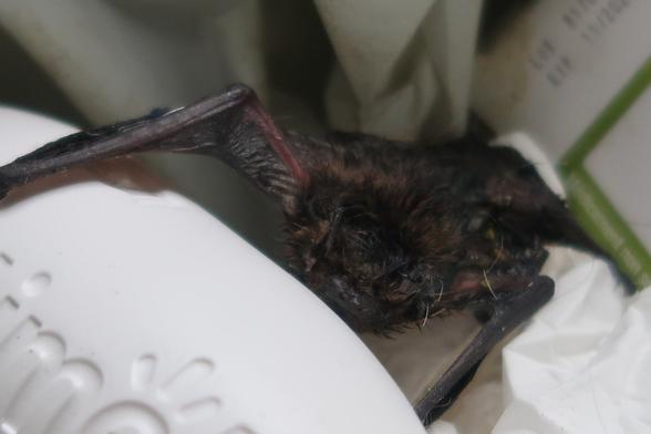 A bat, in a bin, with one wing resting on a bottle of Actimel