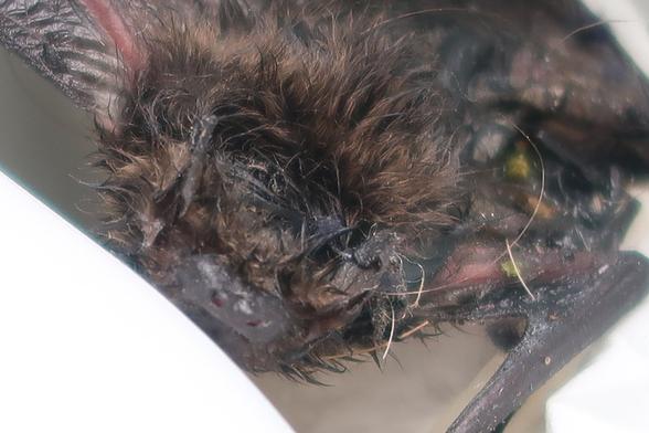 A closeup of a bat looking a bit worse for wear