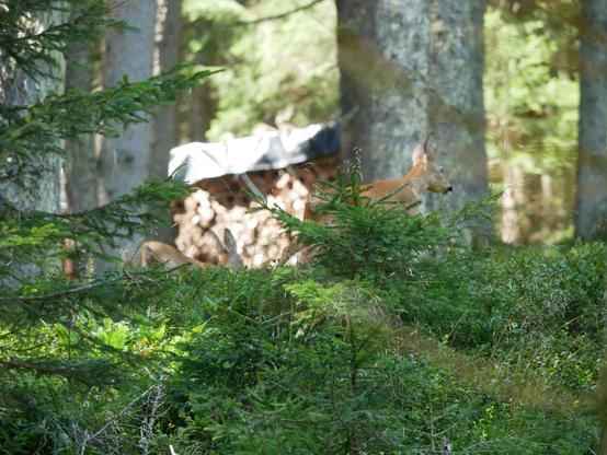 Foto eines braunen Rehs, das gerade nach rechts weg läuft. Es ist ein wenig verdeckt durch einen kleinen Nadelbaum davor, im Hintergrund sind auch mehrere Bäume. Hinter dem Reh ist ein kleiner Teil des Rehkitzes zu sehen, quasi nur der Hintern und ein Teil des Kopfes beim Laufen.