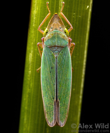 Close up, top view photograph of a long insect with a triangle-shaped head marked by small dark inscriptions and increasingly veiny blue-green wings standing on a grass blade slightly wider than the insect, against a black background.