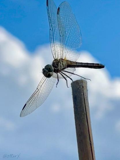 Closeup of a green dragonfly is about to take off from the tip of a bamboo garden stake high up in the air. The backdrop is some blurred fluffy white summer clouds in the blue sky.
