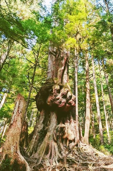 Old growth, giant red cedar tree with huge knots on it. Fenced off with ropes. In a protected tract of old growth forest.