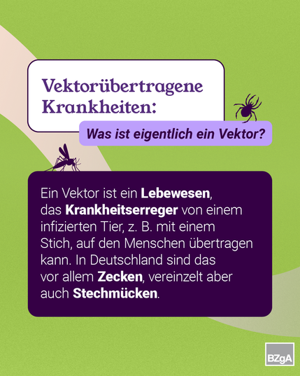 Auf dem Bild steht: Vektorübertragene Krankheiten: Was ist eigentlich ein Vektor? Ein Vektor ist ein Lebewesen, das Krankheitserreger von einem infizierten Tier, z. B. mit einem Stich, auf den Menschen übertragen kann. In Deutschland sind das vor allem Zecken, vereinzelt aber auch Stechmücken.