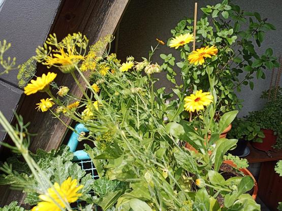 Gelbe Ringelblumen auf einem Balkon, die von der Sonne beleuchtet werden. Im Hintergrund sind weitere Pflanzen in Töpfen sowie Teile eines Holzgeländers und einer Wand erkennbar.