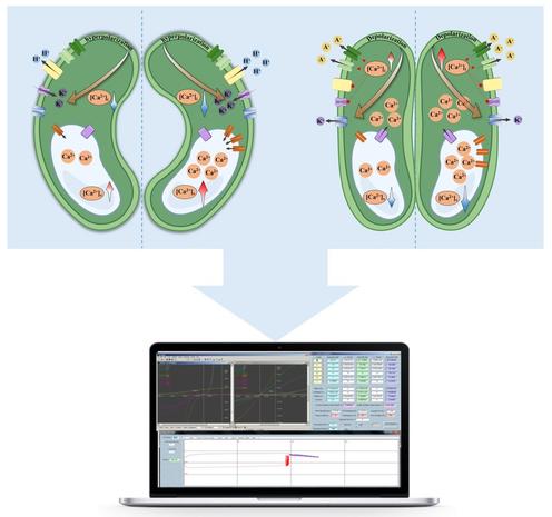 Diagram of open (left) and closed (right) stomata complexes, illustrating the mechanism by which overexpression of ACA11 facilitates the accumulation of Ca2+ in the vacuole, influencing Ca2+ storage and leading to an enhanced Ca2+ elevation in response to ABA.  A computer screen is shown, indicating the role of the OnGuard quantitative model, which accurately represents the mechanics and coordination of ion transporters in guard cells.