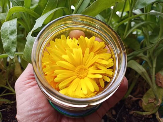 Gelbe geerntete Ringelblumen werden von einer Hand in einem kleinen Glasgefäß gehalten. Die Blüten sind in voller Ansicht, mit den leuchtend gelben Blütenblättern, die das gesamte Glas ausfüllen. Im Hintergrund sind grüne Blätter der Pflanzen zu sehen.