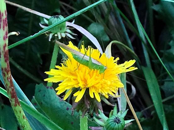 A little green katydid, all super long antennae and hopper legs and wings that extend quite a way back past its butt, sitting on a bright yellow dandelion flower.