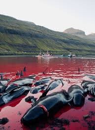 Bay with water dyed red by blood. Around 10 slit open dolphins are bleeding out. In the background ships and mountains