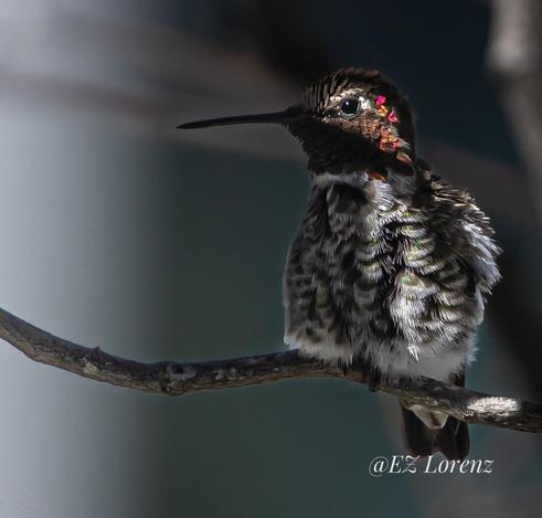 A young male Anna’s Hummingbird perching on a bare branch, showing his left side profile, the light perfectly falls on his left eye.