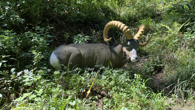 Ein akzeptabler Treffer auf ein 3D-Modell eines Dickhornschafes