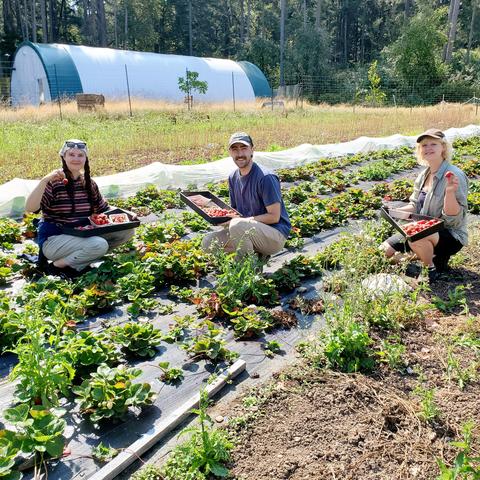 3 volunteers in strawberry patches with their strawberries harvests.
