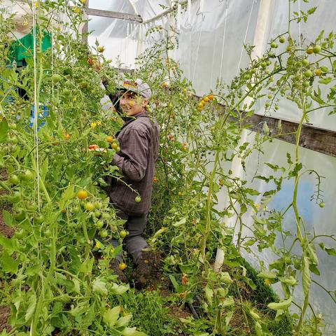 Gage, kneeling down in tomatoes jungle greenhouse, harvesting cherry tomatoes.