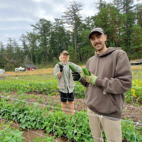 2 harvest work party volunteers, standing in farm field & holding up large pickling cucumbers that they just picked.