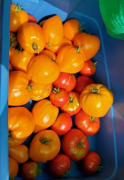 A blue bin with assorted large red & orange tomatoes.