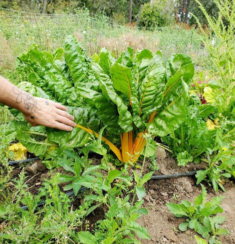 Tattooed hand holding leaf of huge Swiss chard plant at the farm.