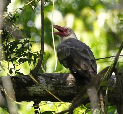 Corvus tristis (known as grey crow) sitting on a branch, turning its head to the side and looking up.