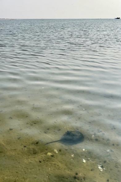 A snapshot of the shallows of the sea at low tide. There’s a horseshoe crab in the foreground. And the distant ocean horizon with a sliver of overcast sky at the top. The water is clear and calm. Peaceful and relaxing.