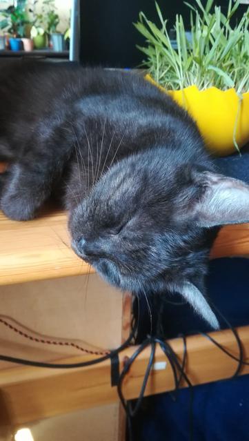 Black cat on the table.