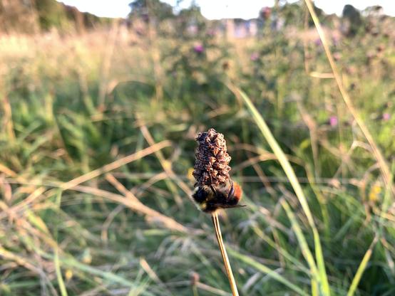 A close-up of a red-tailed bee roosting on a dried flower head in a sunlit meadow. The bee's vibrant red and black colors contrast against the blurred background of tall grass and wildflowers, evoking a peaceful, natural setting.